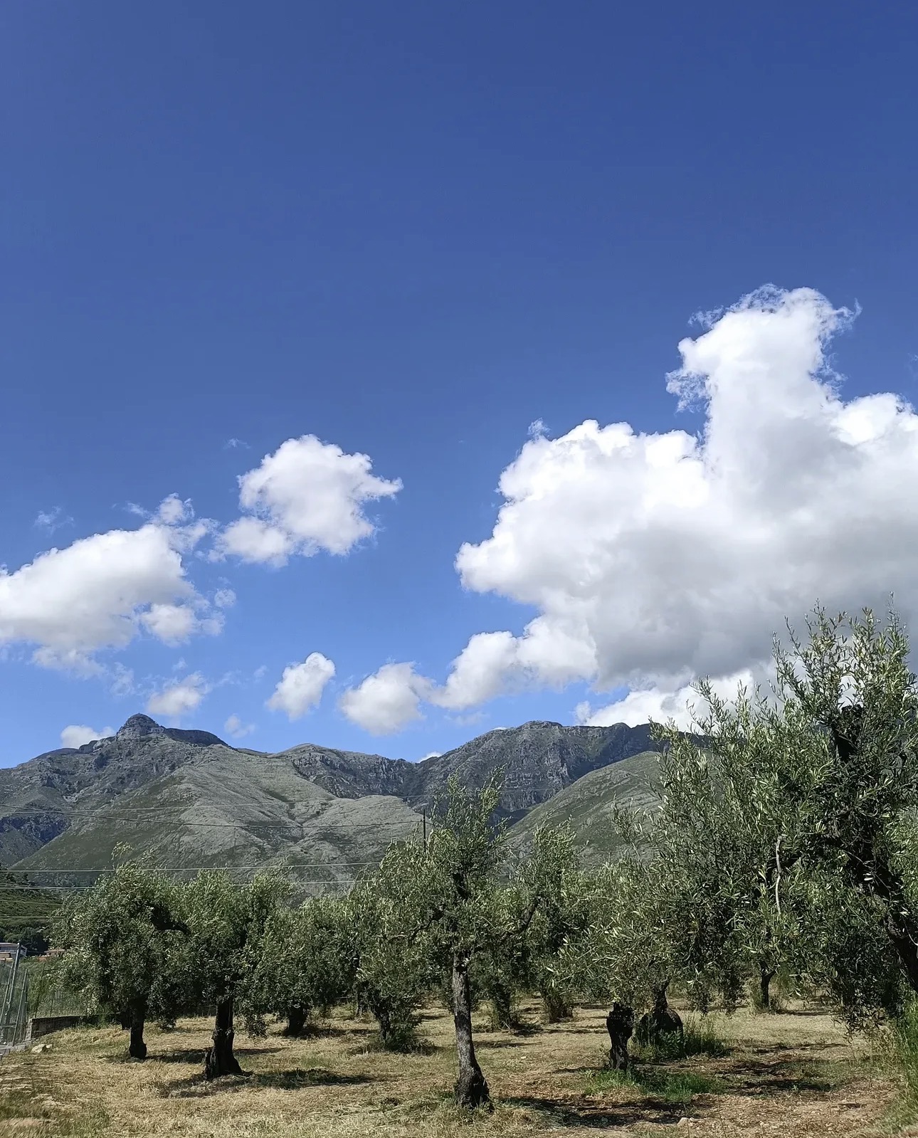 Olive grove with Aurunci mountains, Formia, Lazio