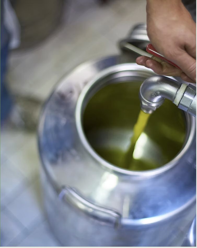 Fresh Pietra Erta olive oil being poured at the mill in Formia